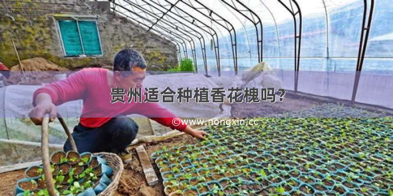 贵州适合种植香花槐吗？