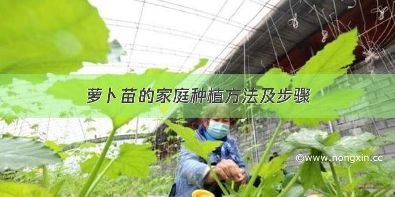 萝卜苗的家庭种植方法及步骤