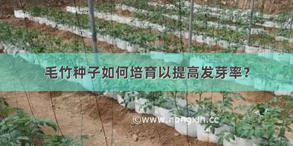 毛竹种子如何培育以提高发芽率？