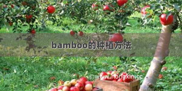 bamboo的种植方法