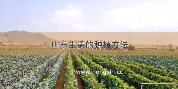 山东生姜的种植方法