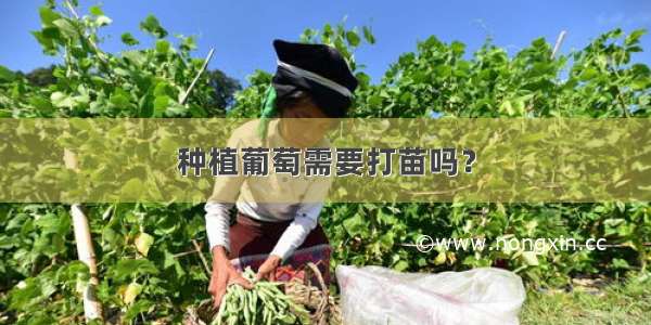 种植葡萄需要打苗吗？
