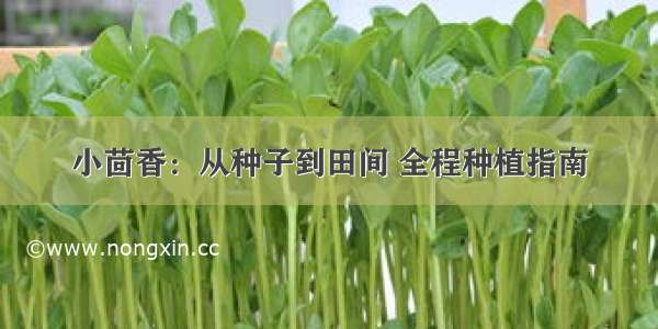 小茴香：从种子到田间 全程种植指南