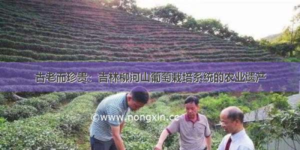 古老而珍贵：吉林柳河山葡萄栽培系统的农业遗产