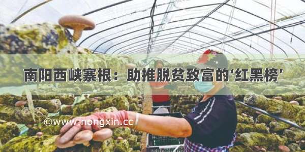 南阳西峡寨根：助推脱贫致富的‘红黑榜’