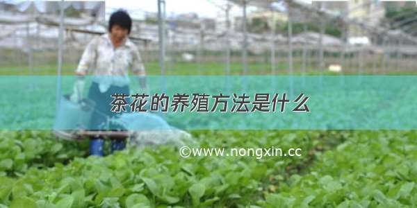 茶花的养殖方法是什么
