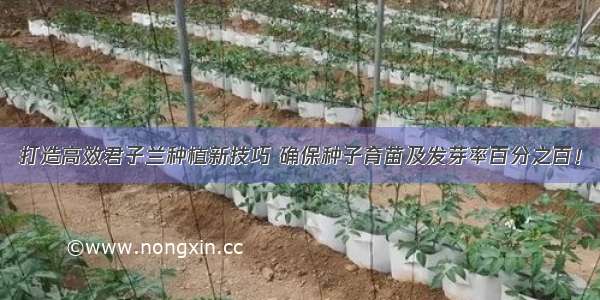 打造高效君子兰种植新技巧 确保种子育苗及发芽率百分之百！