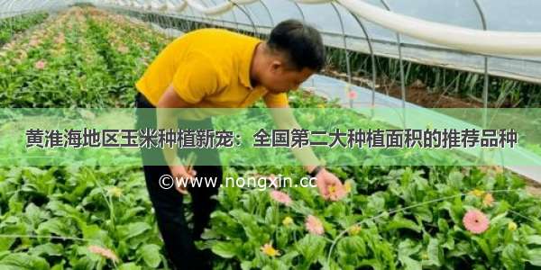 黄淮海地区玉米种植新宠：全国第二大种植面积的推荐品种