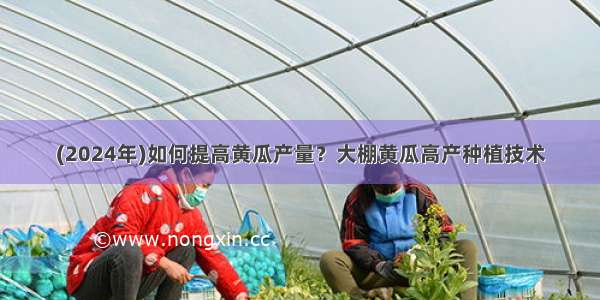 (2024年)如何提高黄瓜产量？大棚黄瓜高产种植技术