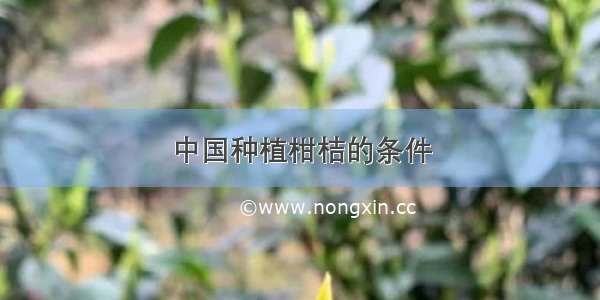 中国种植柑桔的条件
