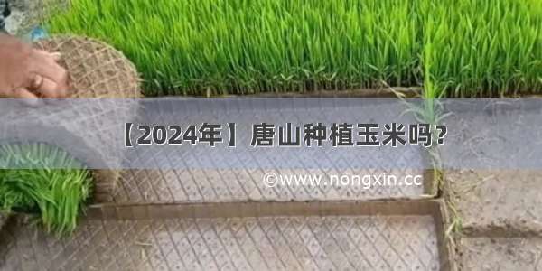 【2024年】唐山种植玉米吗？