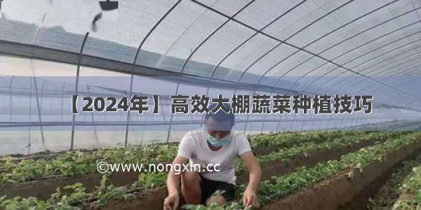 【2024年】高效大棚蔬菜种植技巧