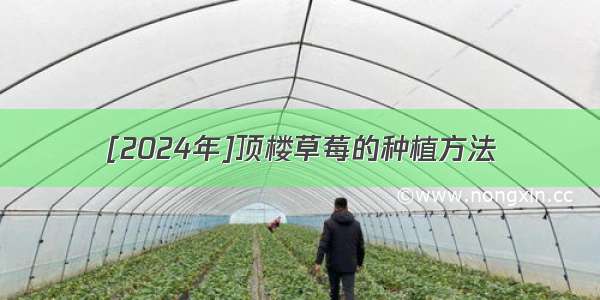 [2024年]顶楼草莓的种植方法