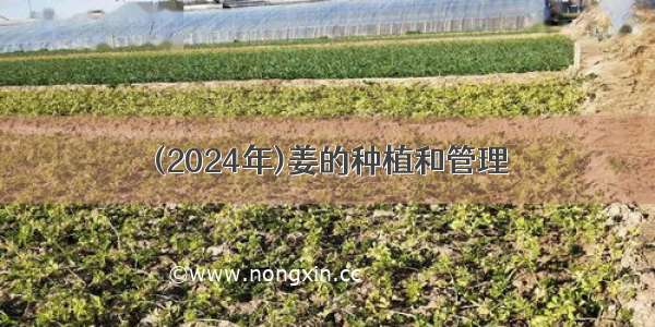 (2024年)姜的种植和管理