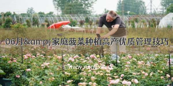 06月&家庭菠菜种植高产优质管理技巧