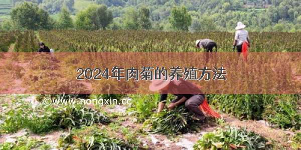 2024年肉菊的养殖方法