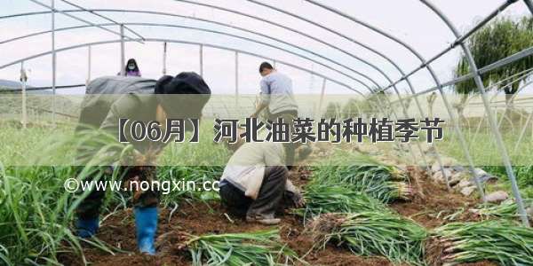 【06月】河北油菜的种植季节