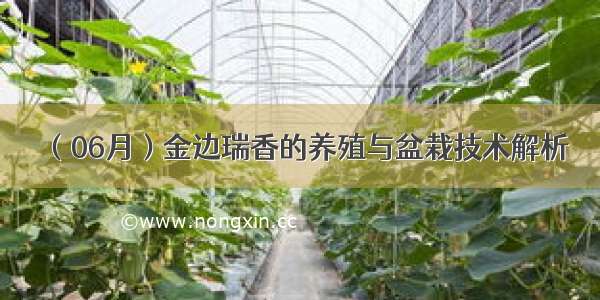 （06月）金边瑞香的养殖与盆栽技术解析