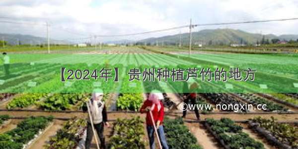 【2024年】贵州种植芦竹的地方