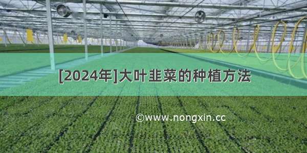 [2024年]大叶韭菜的种植方法