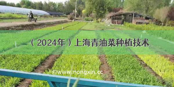 （2024年）上海青油菜种植技术