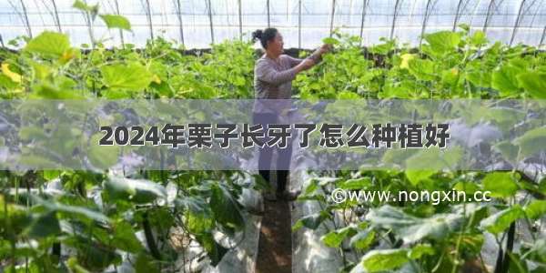 2024年栗子长牙了怎么种植好