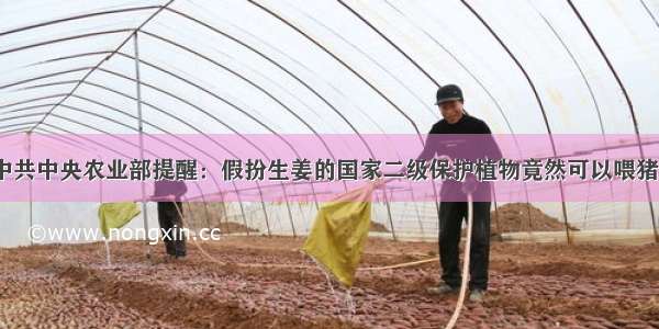 2024年@中共中央农业部提醒：假扮生姜的国家二级保护植物竟然可以喂猪 价值惊人！
