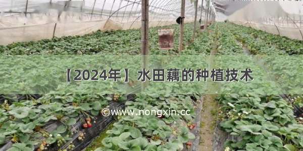 【2024年】水田藕的种植技术