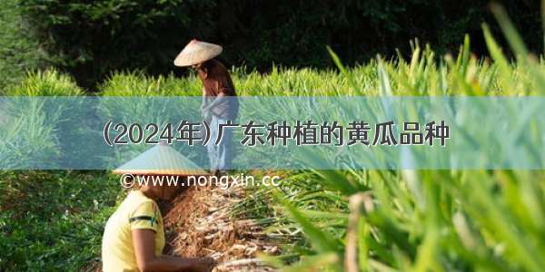 (2024年)广东种植的黄瓜品种