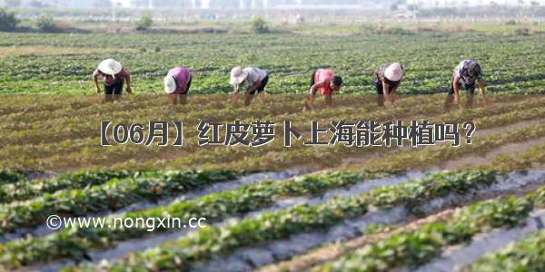 【06月】红皮萝卜上海能种植吗？