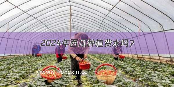 2024年西瓜种植费水吗？