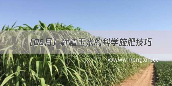 （06月）种植玉米的科学施肥技巧