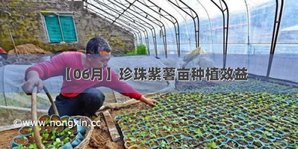 【06月】珍珠紫薯亩种植效益