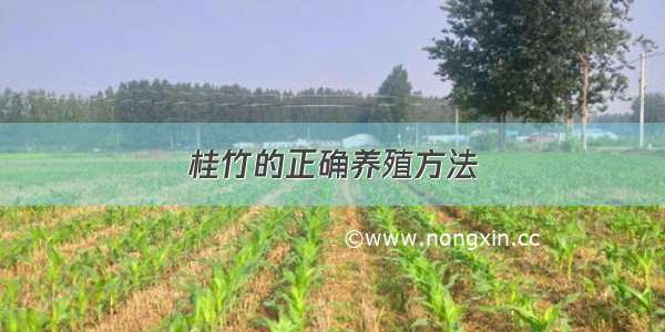 桂竹的正确养殖方法