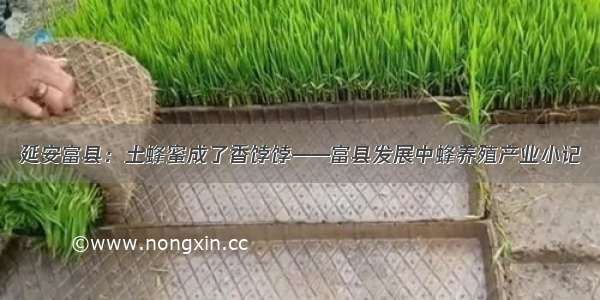 延安富县：土蜂蜜成了香饽饽——富县发展中蜂养殖产业小记