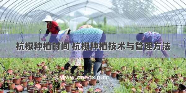 杭椒种植时间 杭椒种植技术与管理方法