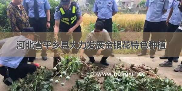 河北省平乡县大力发展金银花特色种植