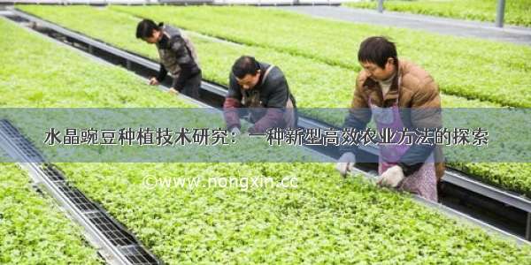 水晶豌豆种植技术研究：一种新型高效农业方法的探索