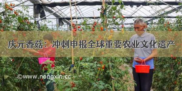 庆元香菇：冲刺申报全球重要农业文化遗产