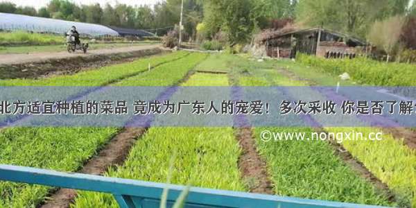 北方适宜种植的菜品 竟成为广东人的宠爱！多次采收 你是否了解？