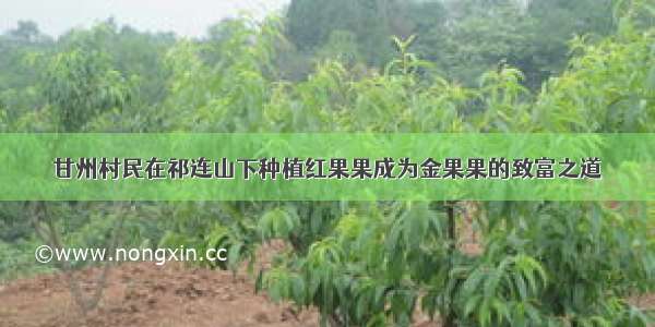 甘州村民在祁连山下种植红果果成为金果果的致富之道