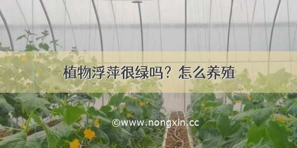 植物浮萍很绿吗？怎么养殖