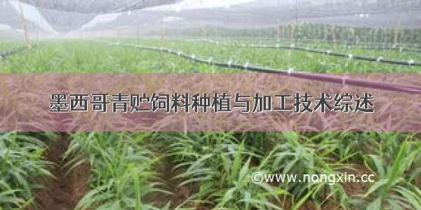 墨西哥青贮饲料种植与加工技术综述