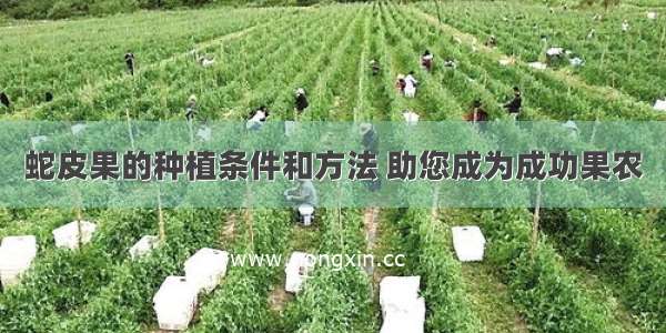 蛇皮果的种植条件和方法 助您成为成功果农