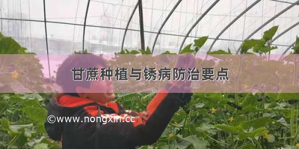 甘蔗种植与锈病防治要点