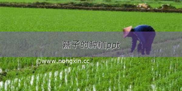 辣子的种植ppt