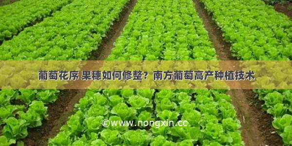 葡萄花序 果穗如何修整？南方葡萄高产种植技术