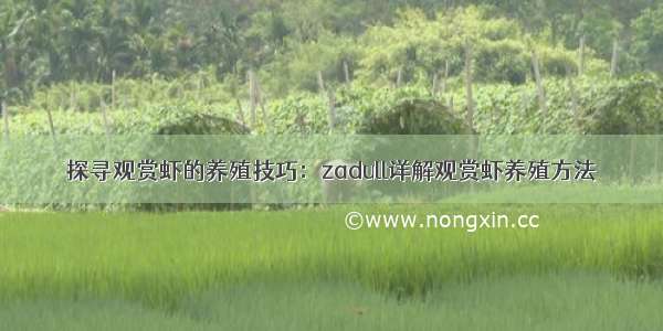 探寻观赏虾的养殖技巧：zadull详解观赏虾养殖方法