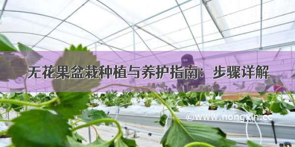 无花果盆栽种植与养护指南：步骤详解