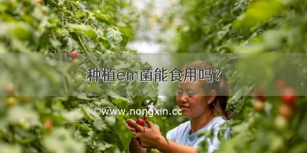 种植em菌能食用吗？